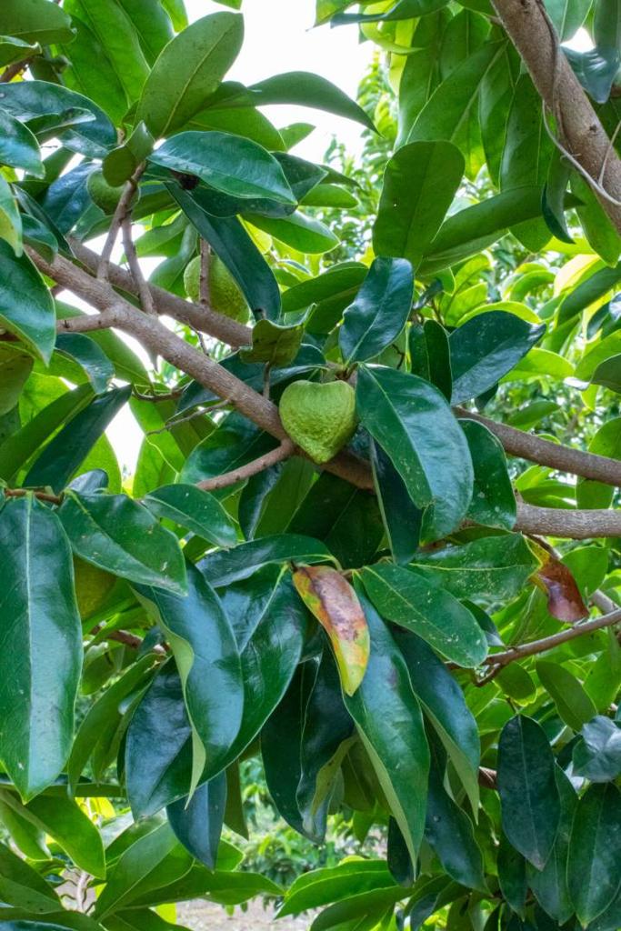 listing image with ID 67692