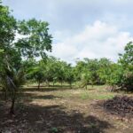 listing image thumbnail with ID 67674