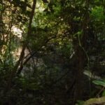 listing image thumbnail with ID 64073