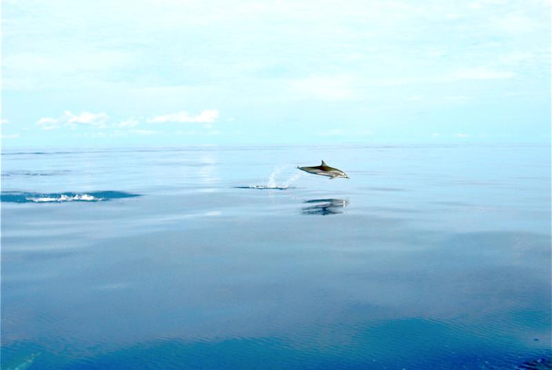 listing image with ID 70998