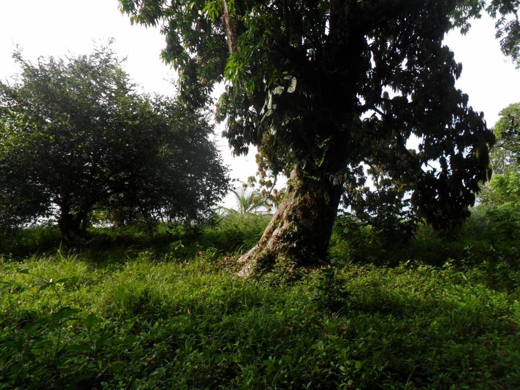 listing image with ID 70062