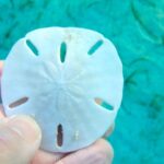 listing image thumbnail with ID 71003