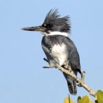 listing image thumbnail with ID 70999