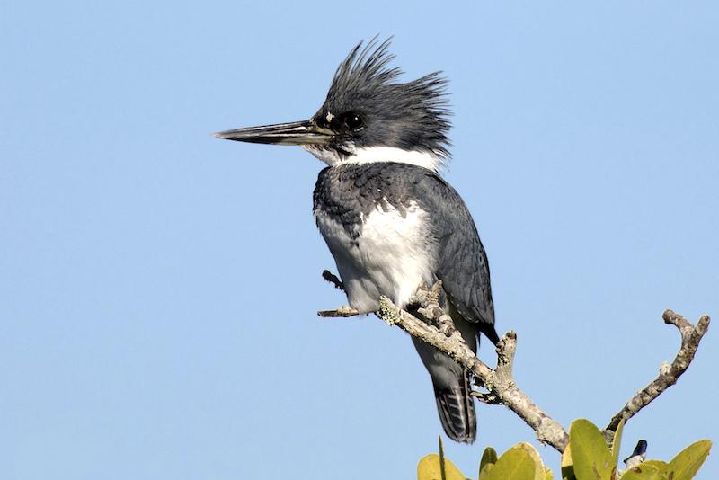 listing image with ID 70999