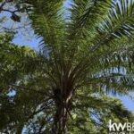 listing image thumbnail with ID 70534