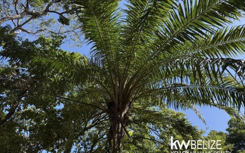 listing image with ID 70534