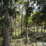 listing image thumbnail with ID 71777