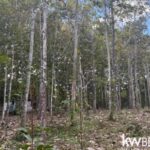 listing image thumbnail with ID 71786