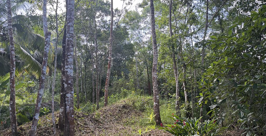 listing image with ID 72685