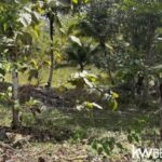 listing image thumbnail with ID 71778