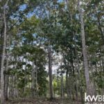 listing image thumbnail with ID 71787