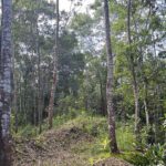 listing image thumbnail with ID 72684