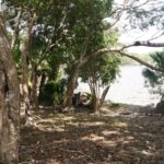 listing image thumbnail with ID 71401