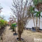 listing image thumbnail with ID 71509