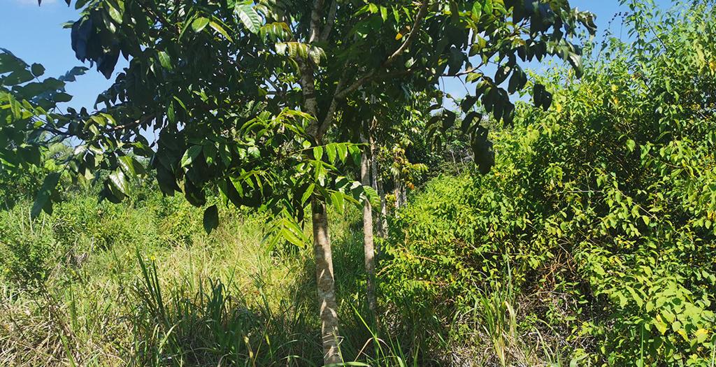 listing image with ID 72699