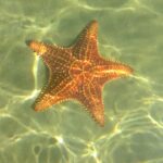 listing image thumbnail with ID 73323