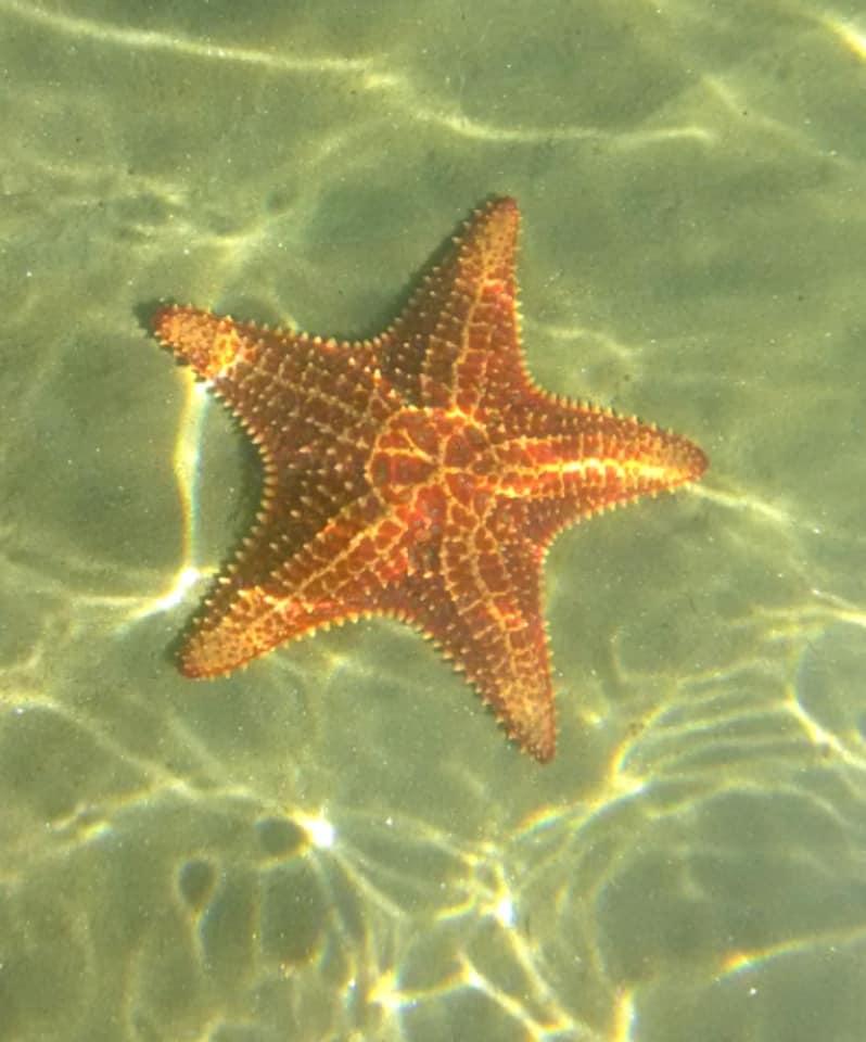 listing image with ID 73323