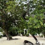 listing image thumbnail with ID 73182