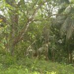 listing image thumbnail with ID 73338