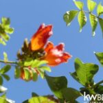 listing image thumbnail with ID 73187