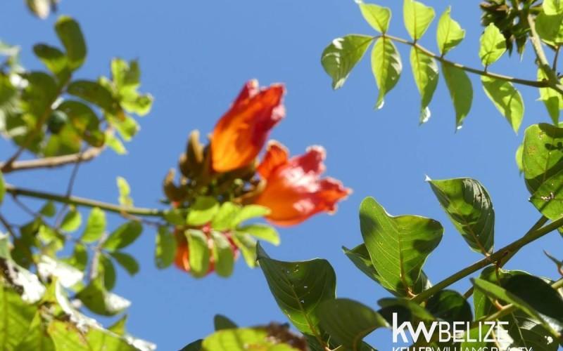 listing image with ID 73187