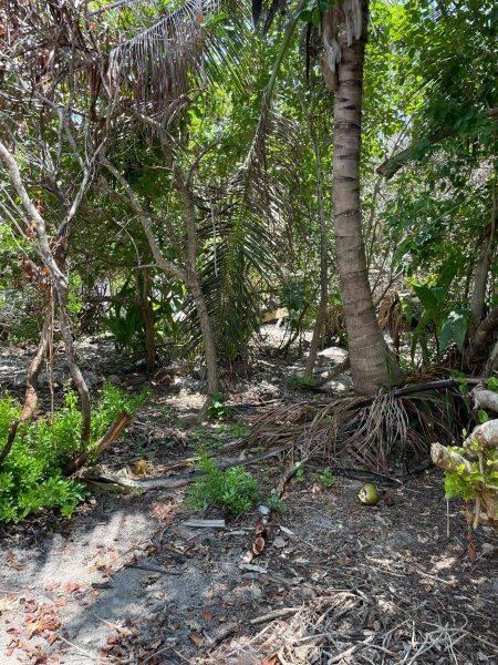 listing image with ID 73029