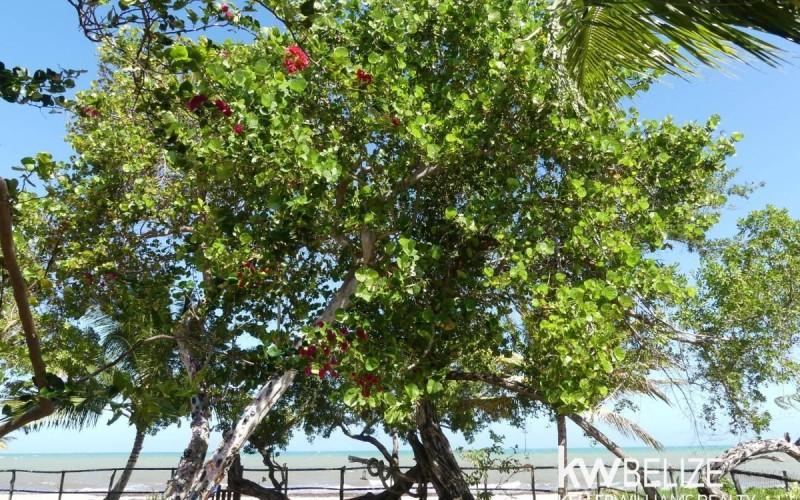 listing image with ID 73188