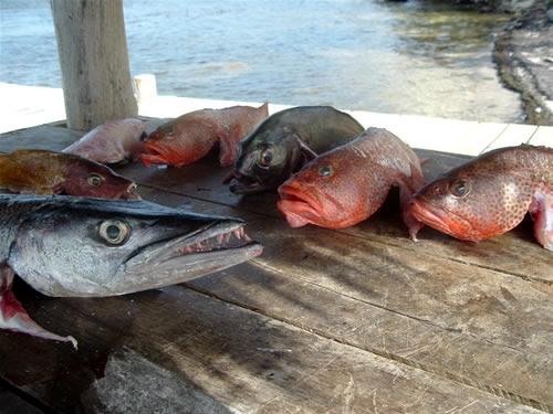 listing image with ID 73309