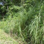 listing image thumbnail with ID 92472