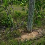 listing image thumbnail with ID 95117