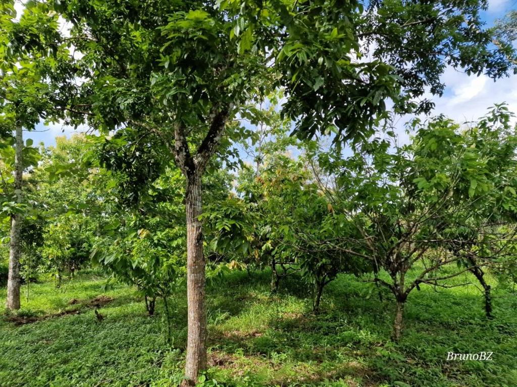 listing image with ID 77372