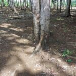 listing image thumbnail with ID 104675