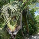 listing image thumbnail with ID 100665