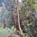 listing image thumbnail with ID 78437