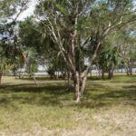 listing image thumbnail with ID 100295