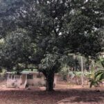 listing image thumbnail with ID 99473