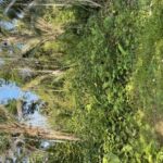 listing image thumbnail with ID 82561