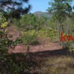 listing image thumbnail with ID 84559