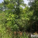 listing image thumbnail with ID 94446