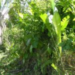 listing image thumbnail with ID 92468