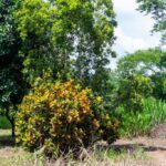 listing image thumbnail with ID 104710