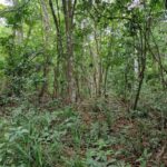 listing image thumbnail with ID 76826