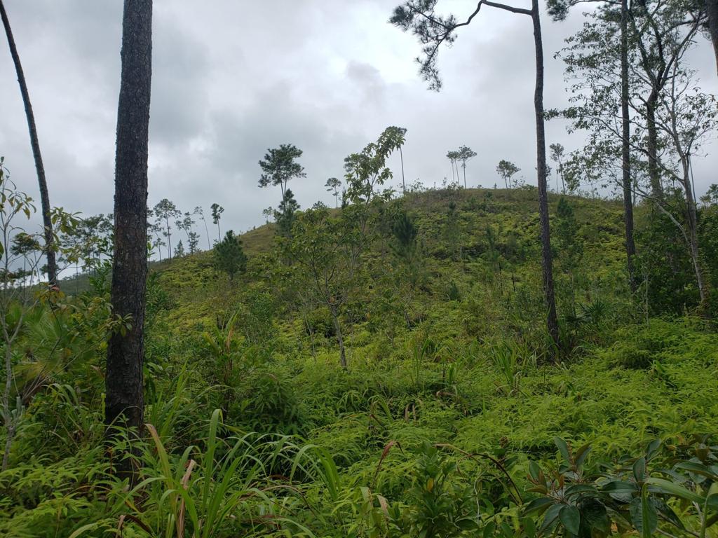 listing image with ID 87116