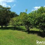 listing image thumbnail with ID 102481