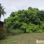 listing image thumbnail with ID 106975