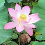 listing image thumbnail with ID 107463
