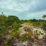 listing image thumbnail with ID 91342