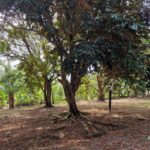 listing image thumbnail with ID 106612