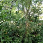 listing image thumbnail with ID 77061