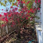 listing image thumbnail with ID 80345